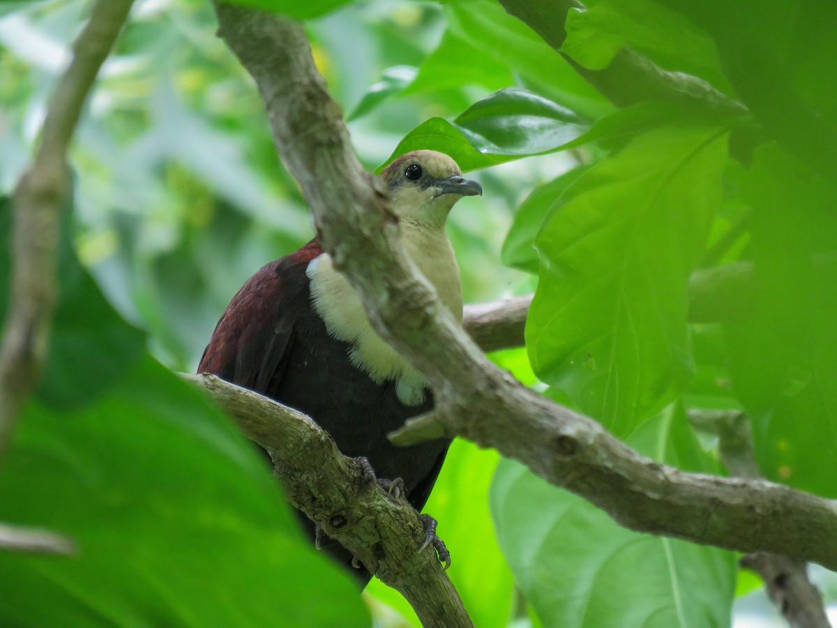 White-throated Ground Dove - ML623140944