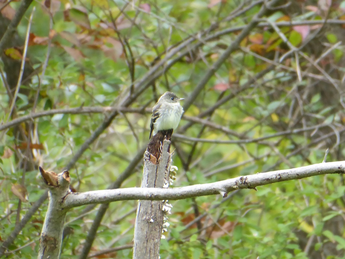 Alder/Willow Flycatcher (Traill's Flycatcher) - ML623140949