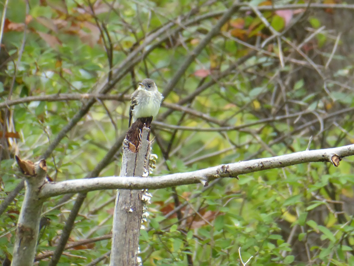 Alder/Willow Flycatcher (Traill's Flycatcher) - M. Jordan