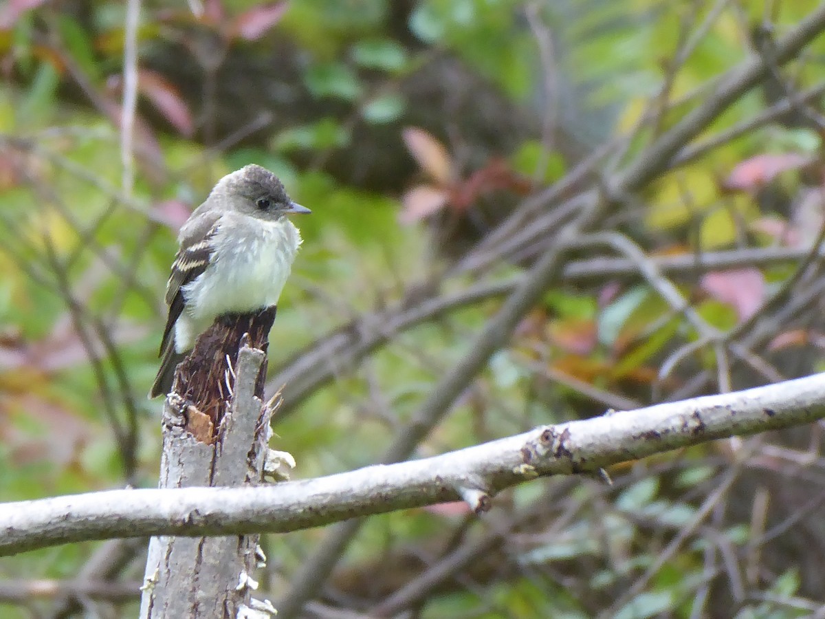 Alder/Willow Flycatcher (Traill's Flycatcher) - M. Jordan