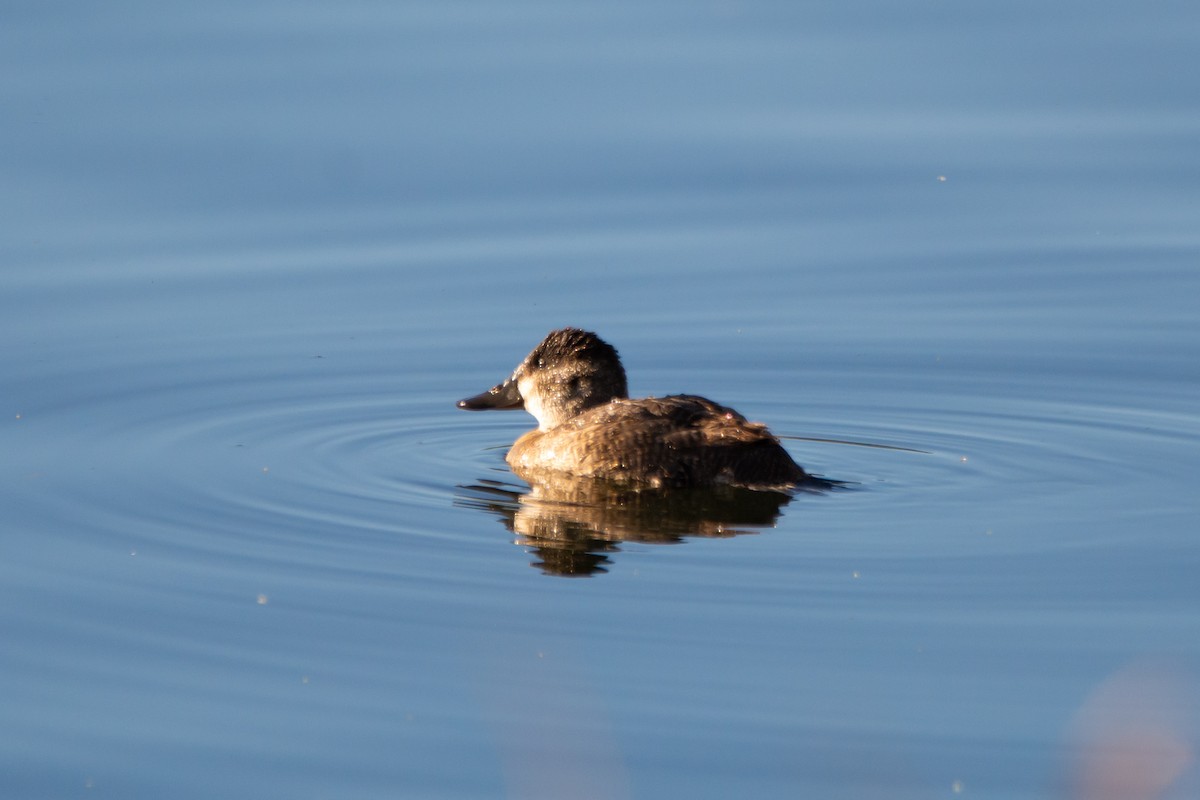 Ruddy Duck - ML623140957