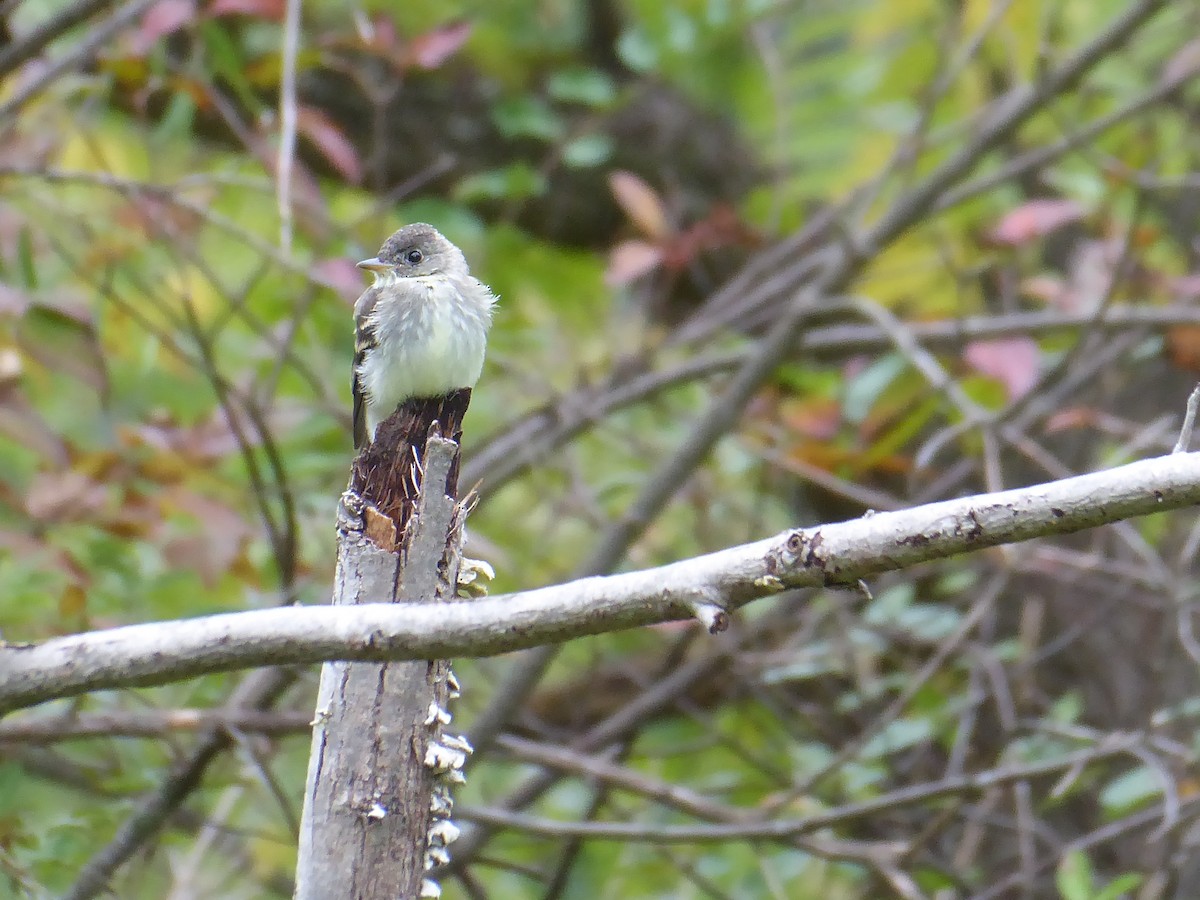 Alder/Willow Flycatcher (Traill's Flycatcher) - ML623140959