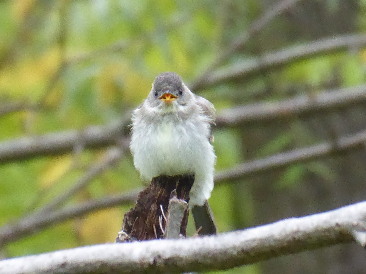 Alder/Willow Flycatcher (Traill's Flycatcher) - ML623140962