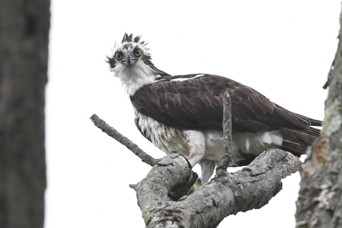 Osprey - ML623141071