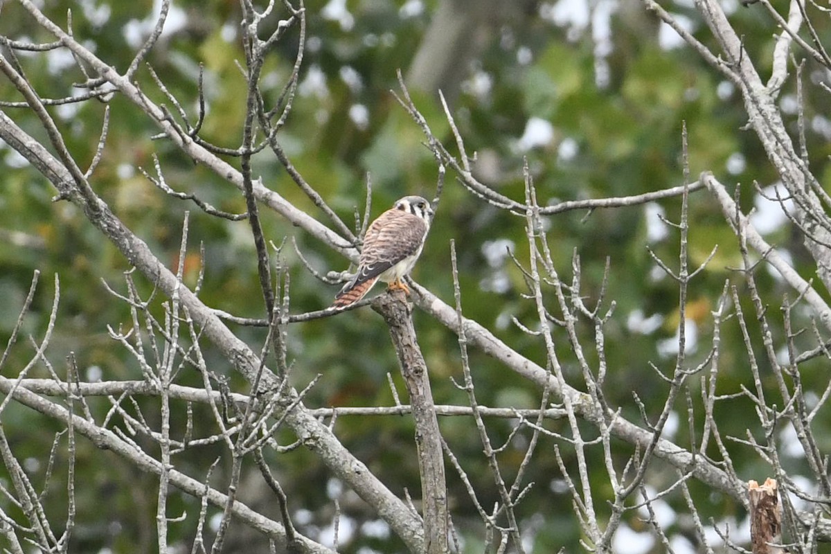 American Kestrel - ML623141079