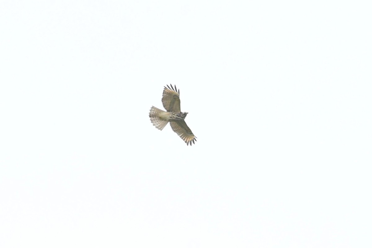 Red-shouldered Hawk - ML623141081