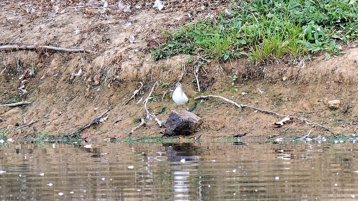 Spotted Sandpiper - ML623141166