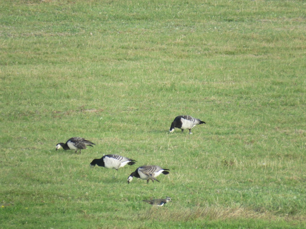 Barnacle Goose - ML623141182