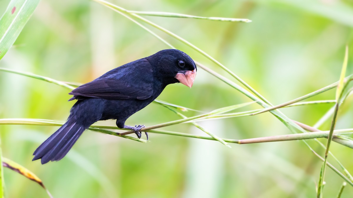 Nicaraguan Seed-Finch - ML623141204