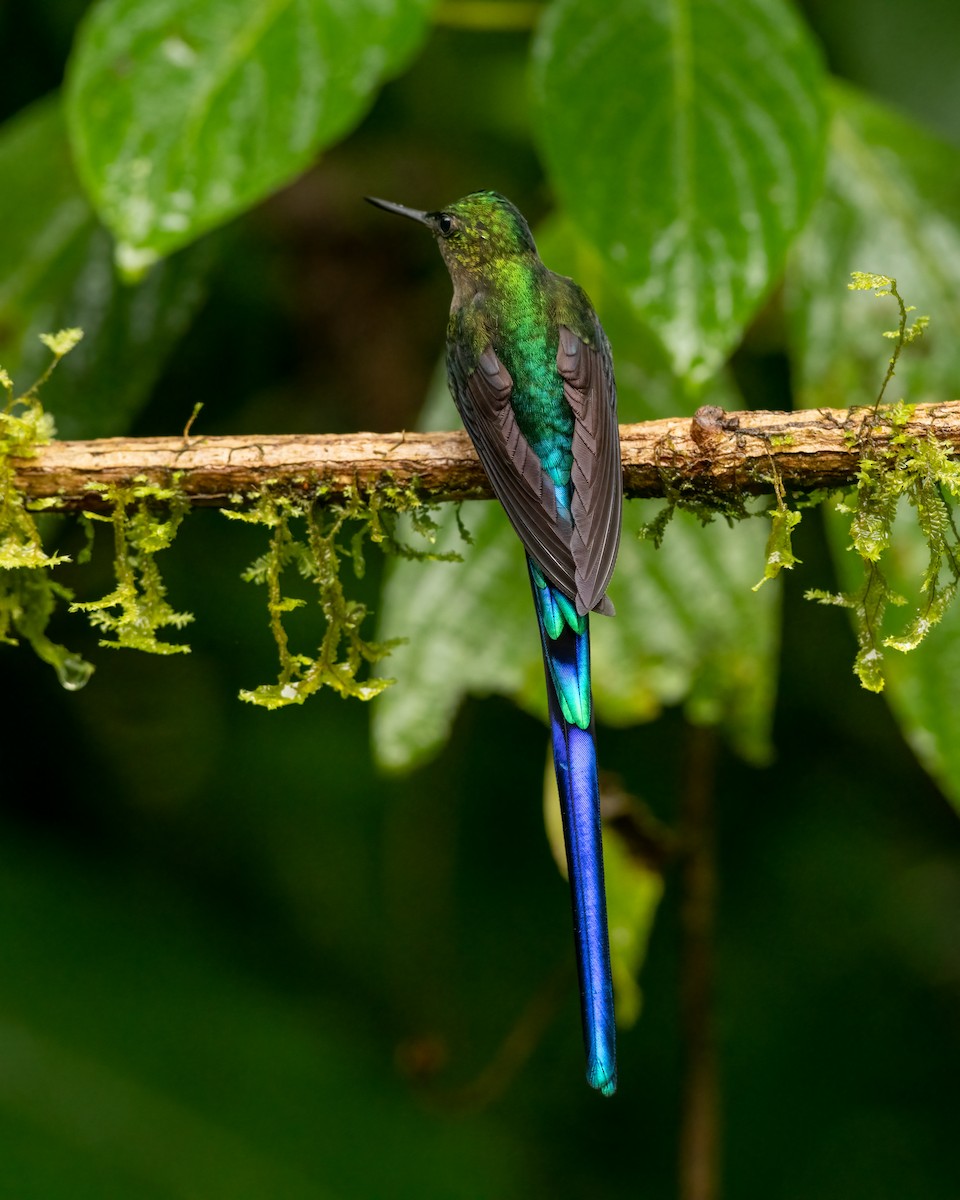 Violet-tailed Sylph - ML623141218