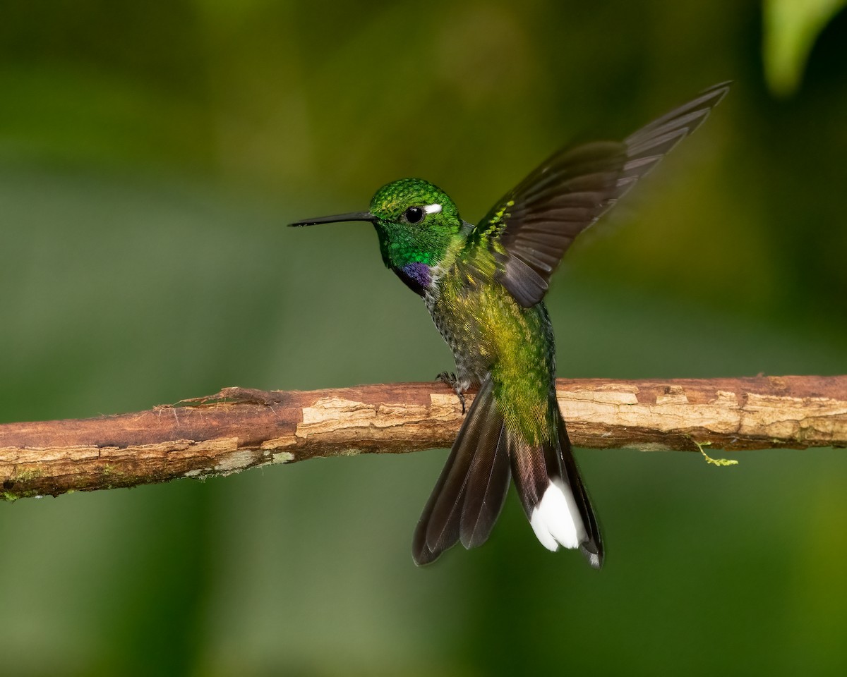 Colibrí Puntiblanco Occidental - ML623141248