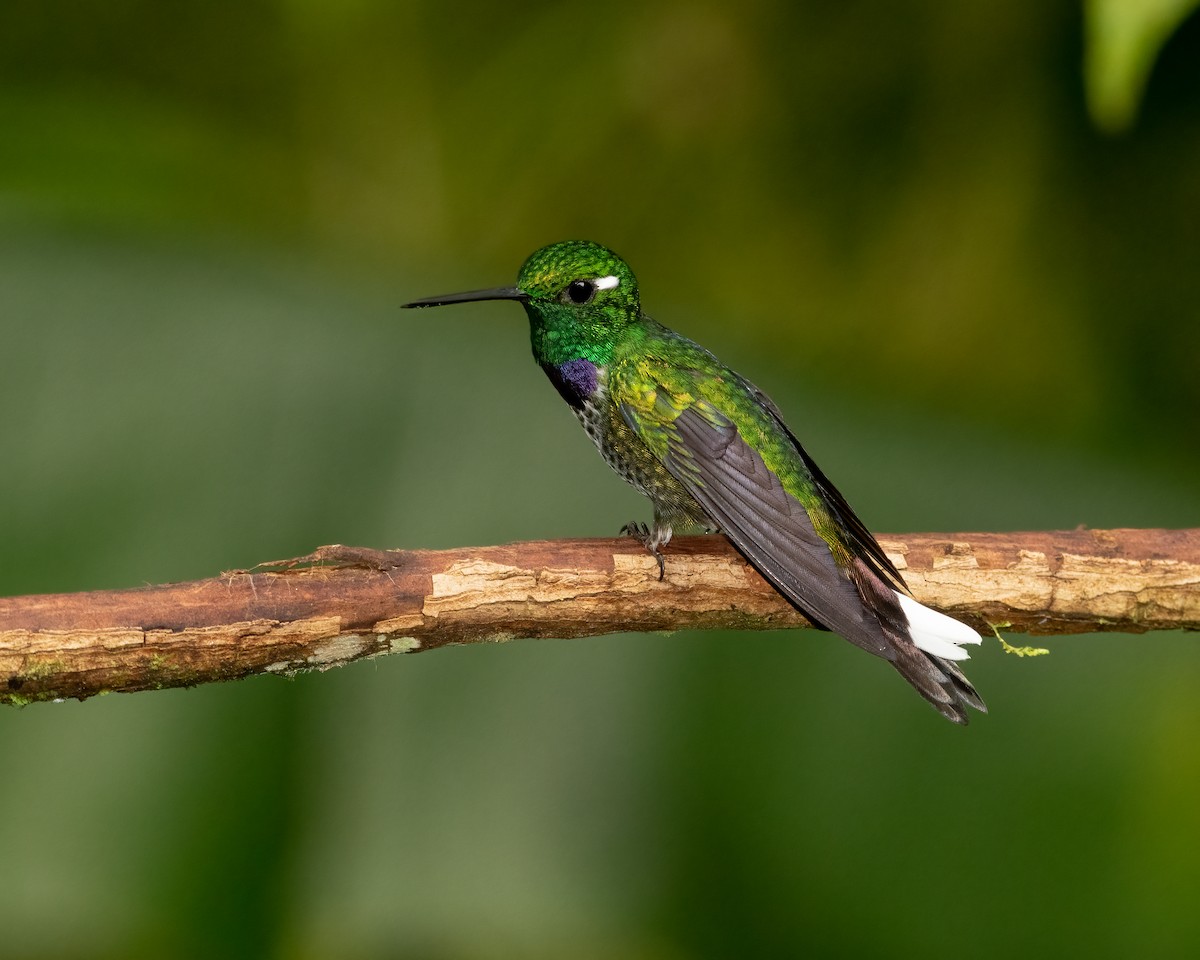 Colibrí Puntiblanco Occidental - ML623141249