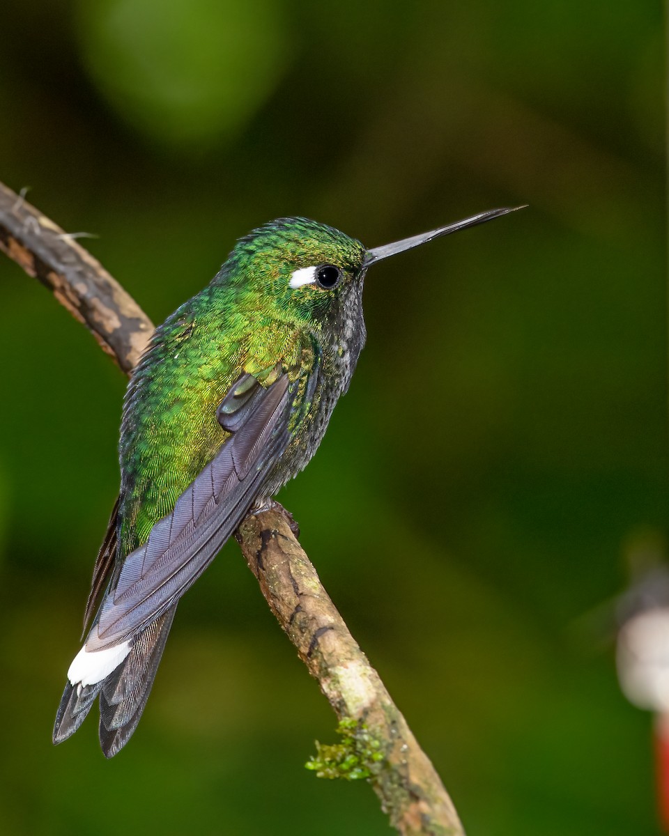 Colibrí Puntiblanco Occidental - ML623141251