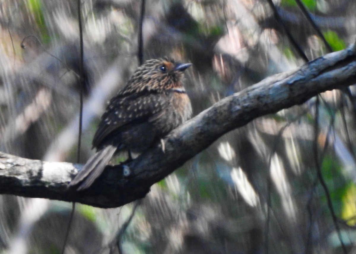 Crescent-chested Puffbird - ML623141272