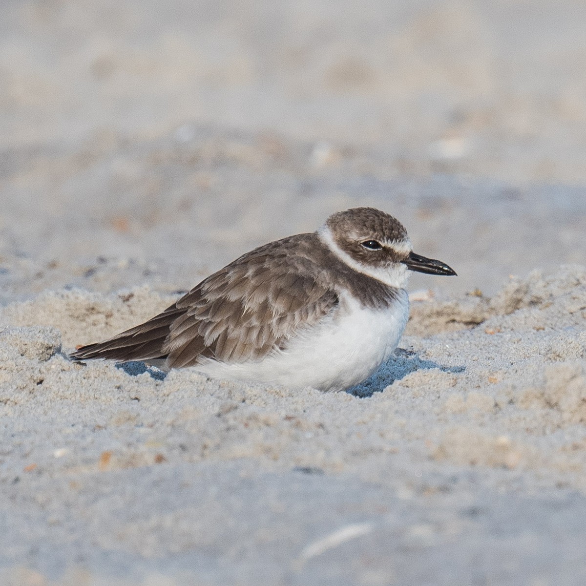 Wilson's Plover - ML623141310