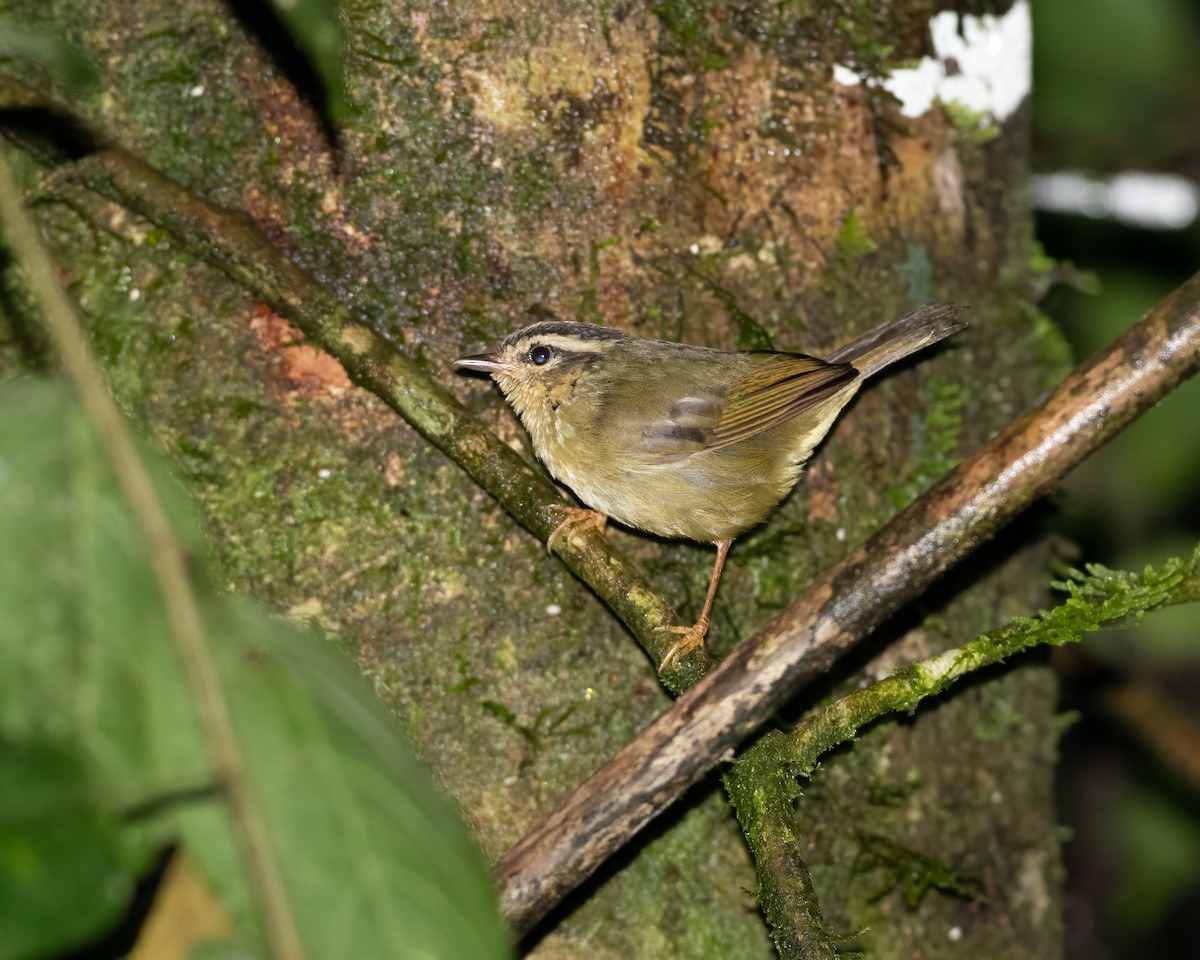 Three-striped Warbler - ML623141325