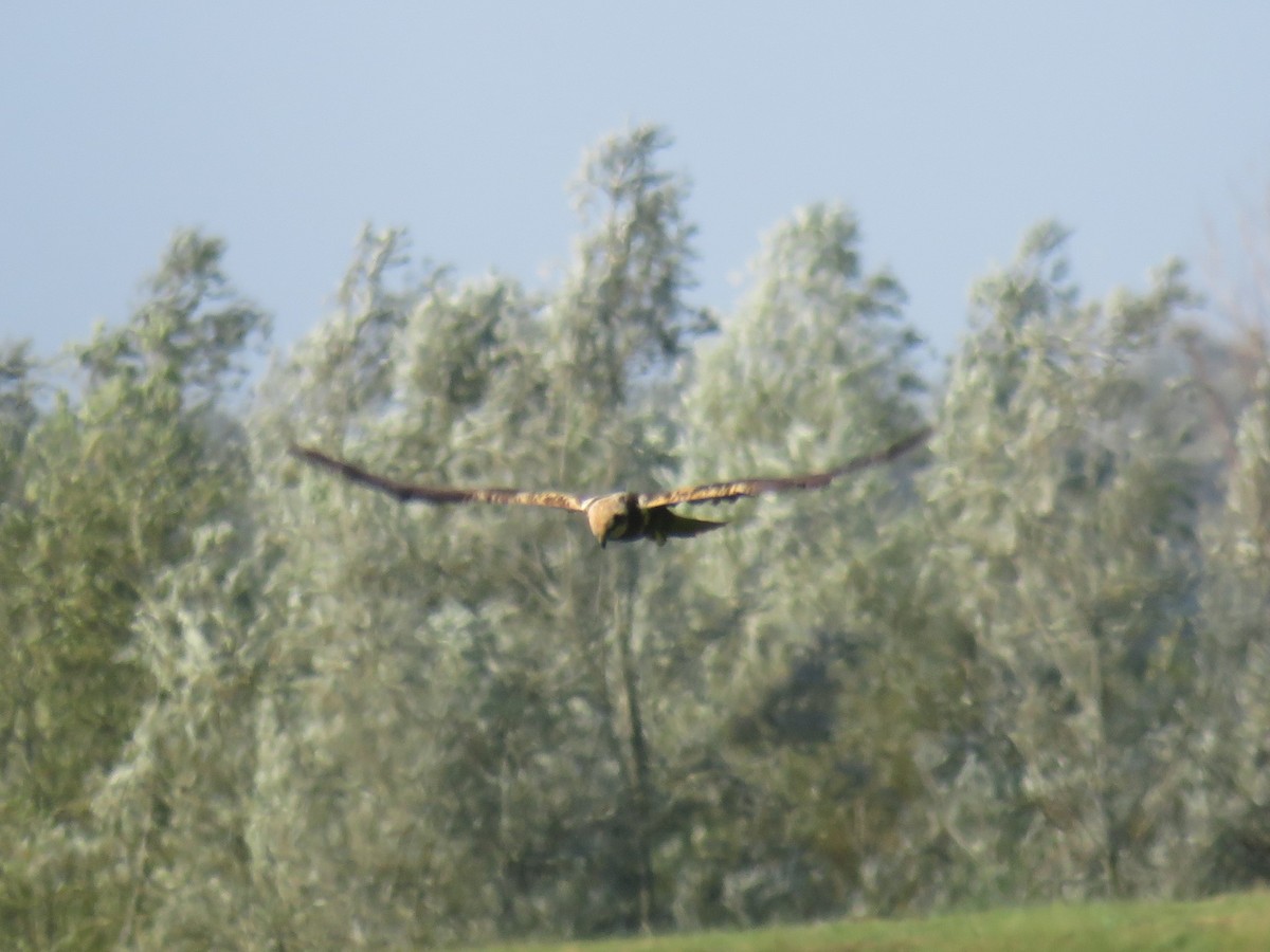 Western Marsh Harrier - Matthias van Dijk