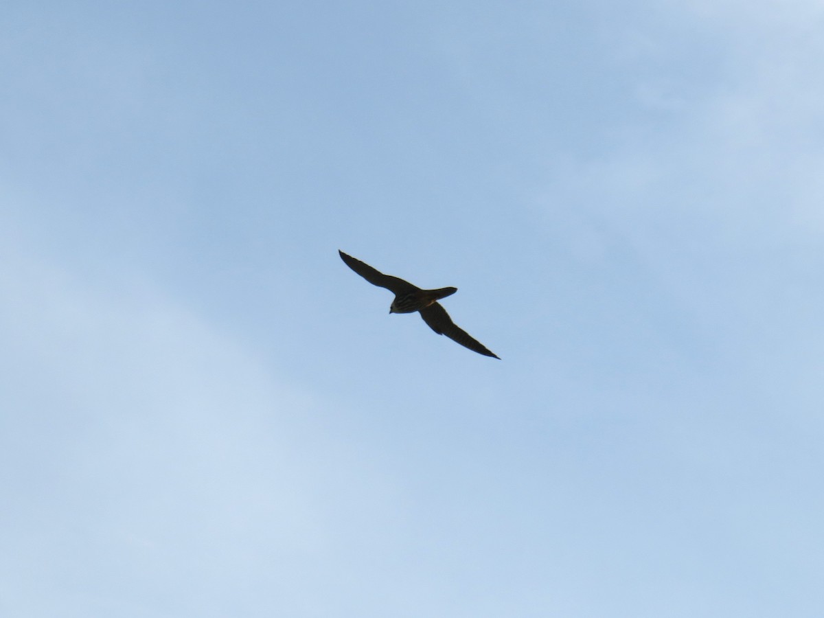 Eurasian Hobby - Matthias van Dijk