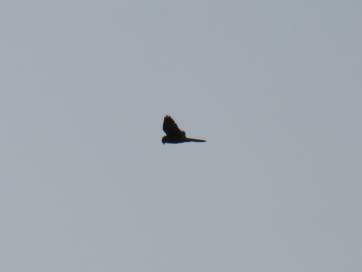 Eurasian Kestrel - Matthias van Dijk