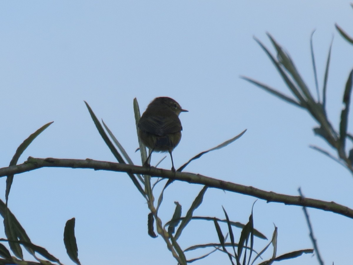 עלווית אפורה - ML623141382