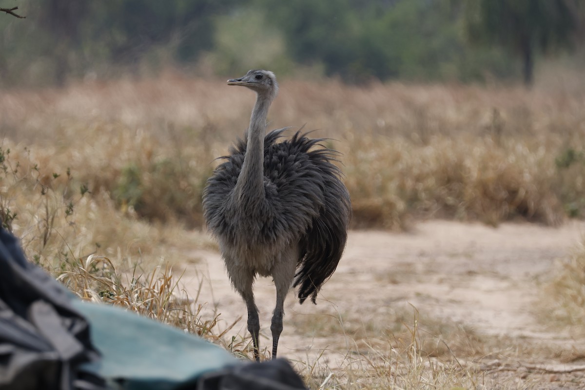 Greater Rhea - ML623141391