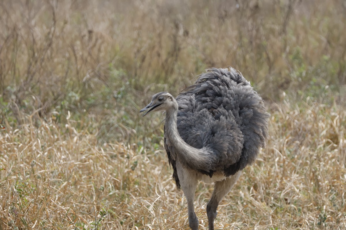 Greater Rhea - ML623141393