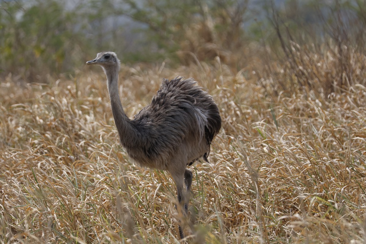 Greater Rhea - ML623141396