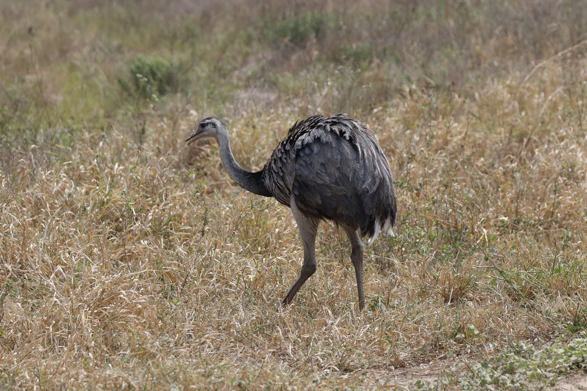 Greater Rhea - ML623141397