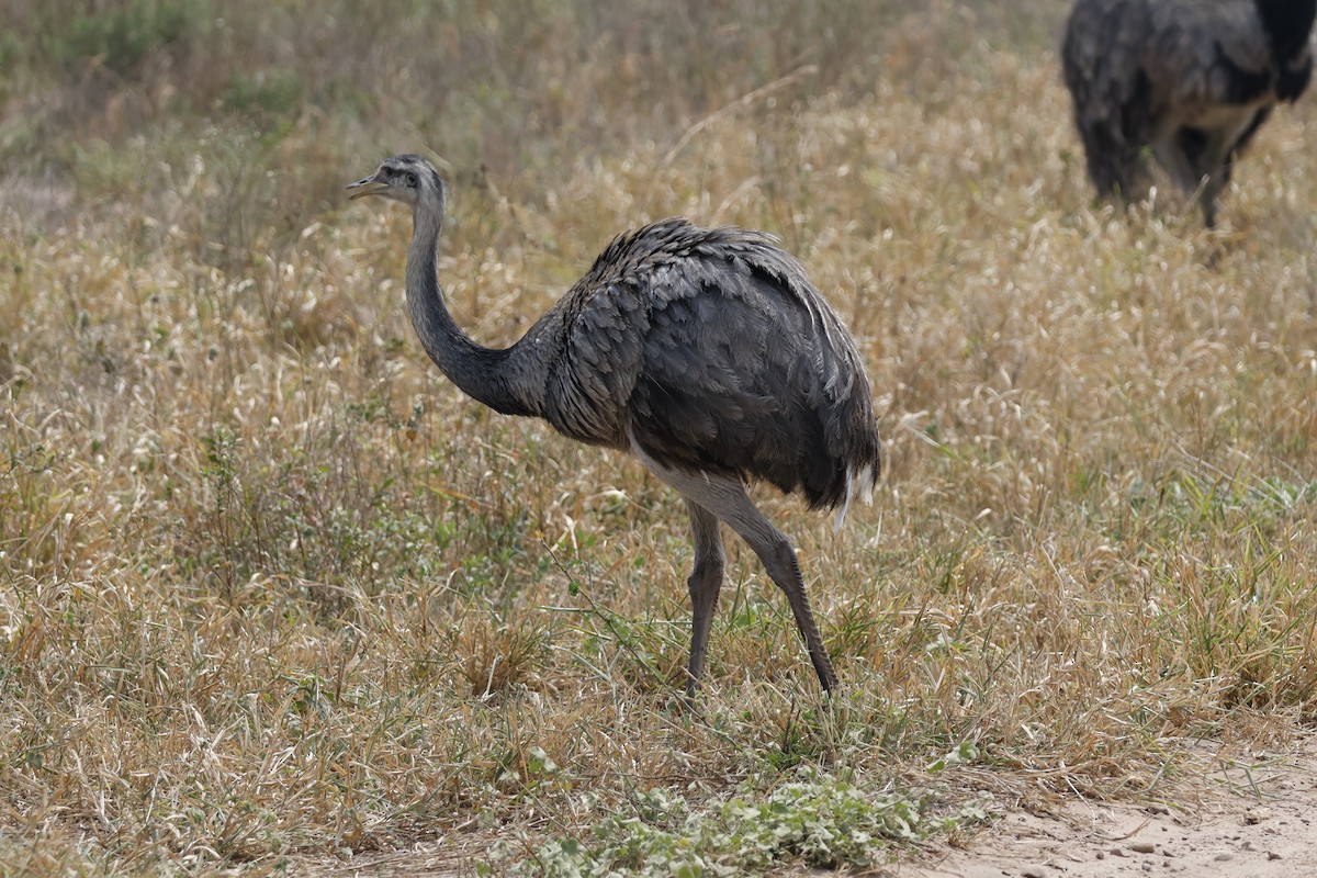 Greater Rhea - ML623141398