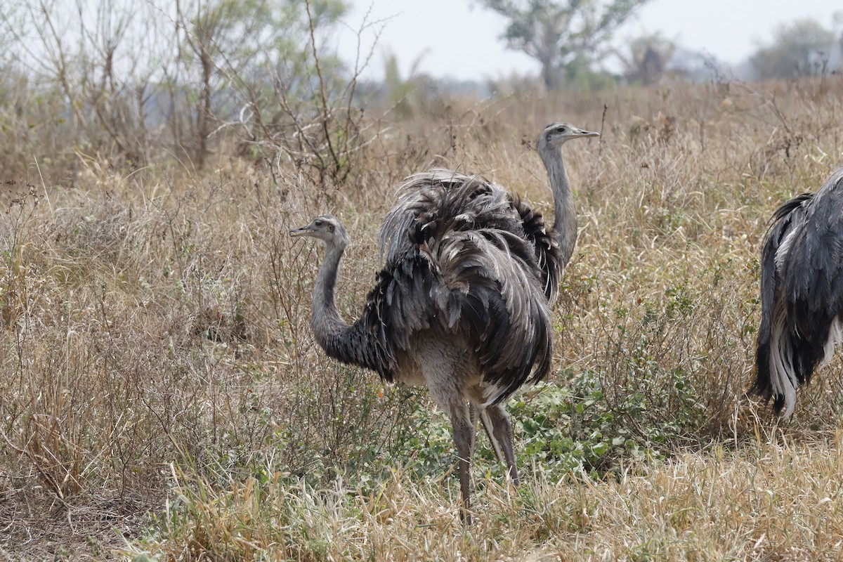 Greater Rhea - ML623141399