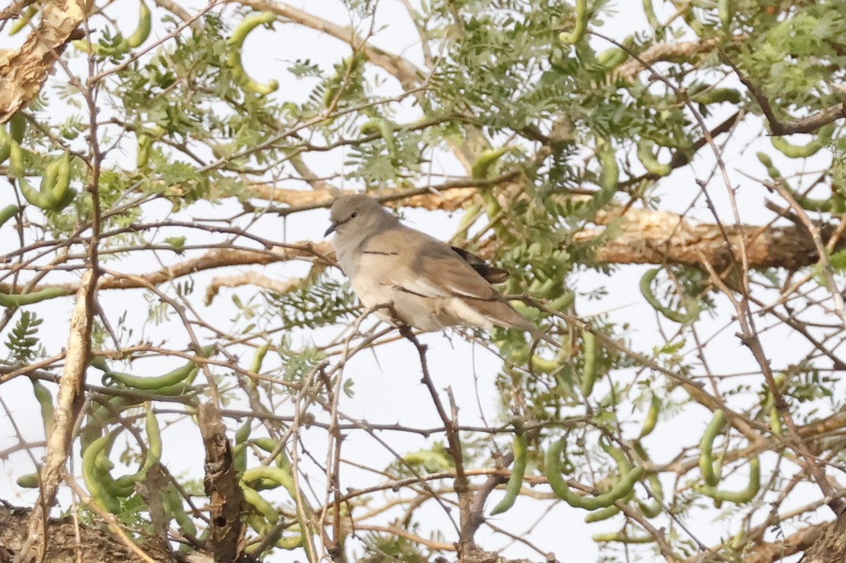 Picui Ground Dove - ML623141402