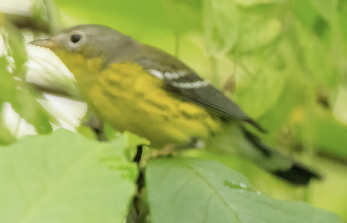 Magnolia Warbler - ML623141431