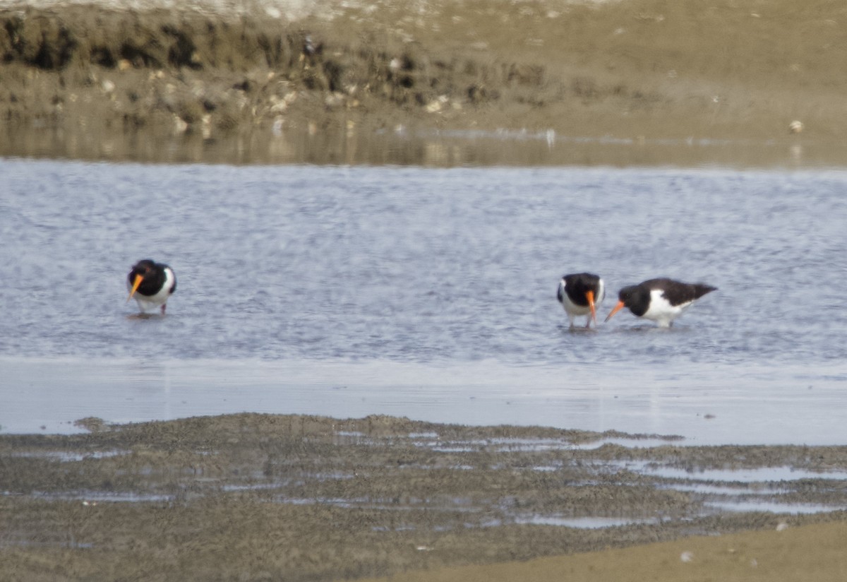 Eurasian Oystercatcher - Yvonne van Netten