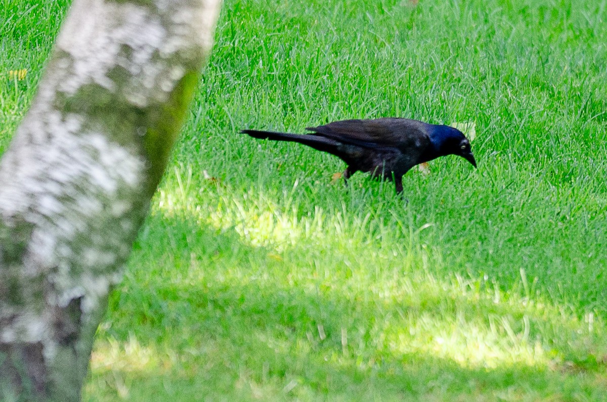 Common Grackle - ML623141433