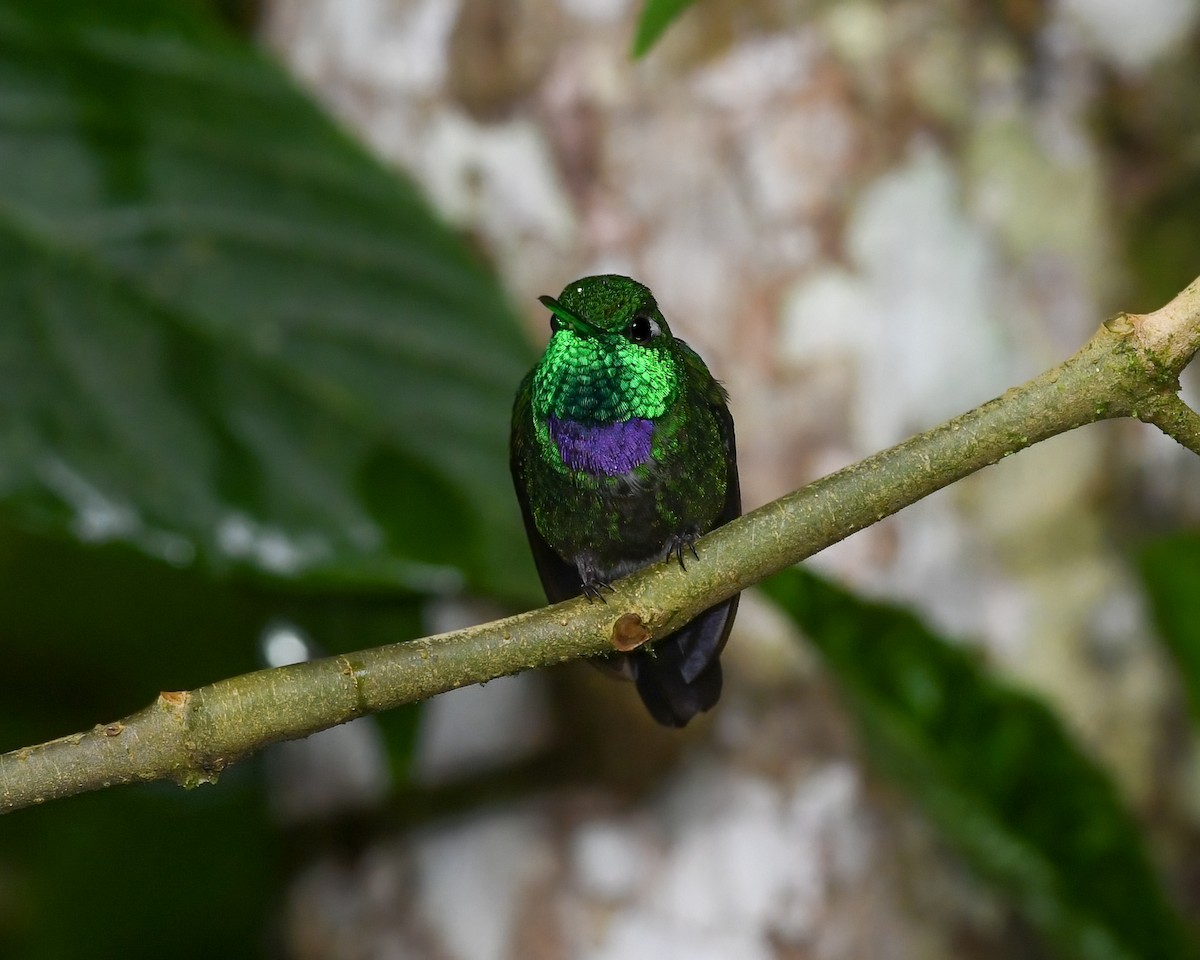 Purple-bibbed Whitetip - ML623141451