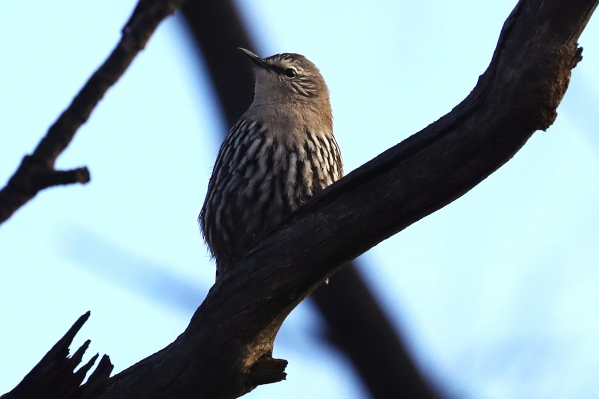 White-browed Treecreeper - ML623141452