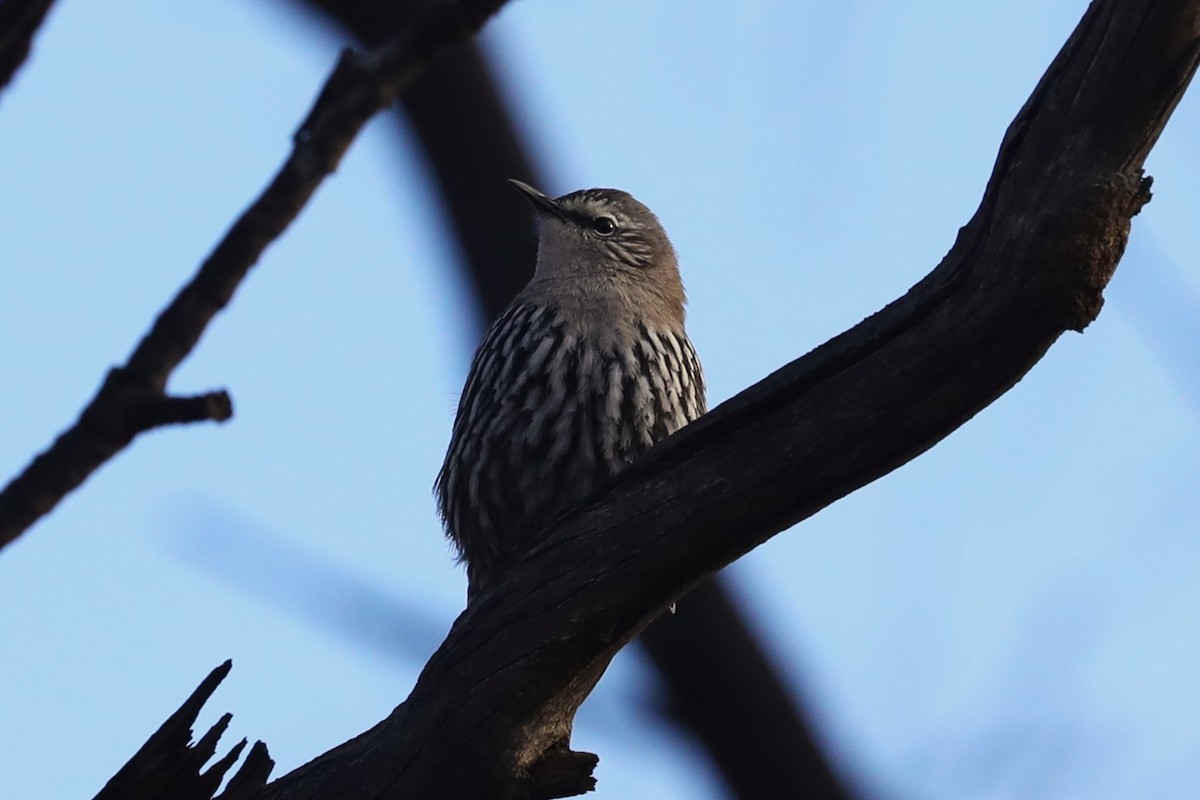 White-browed Treecreeper - ML623141453