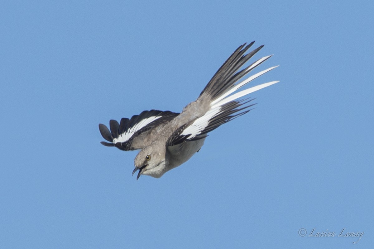 Northern Mockingbird - ML623141486