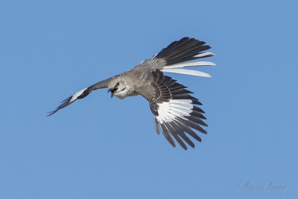 Northern Mockingbird - ML623141507