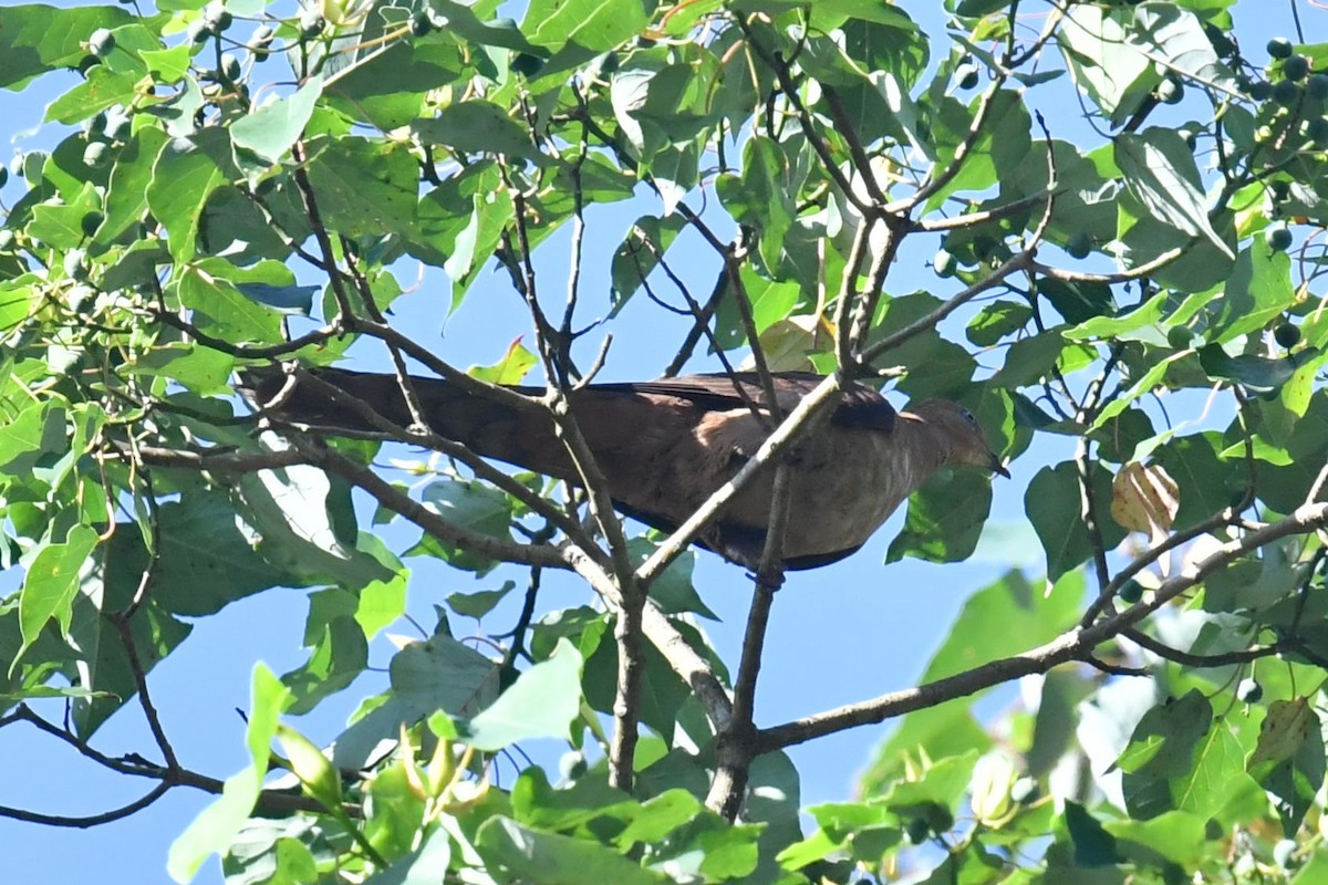 Ruddy Cuckoo-Dove - ML623141511