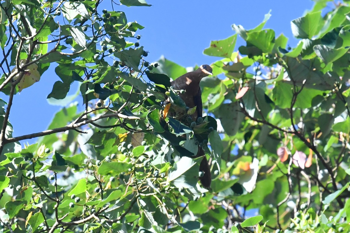 Ruddy Cuckoo-Dove - ML623141512