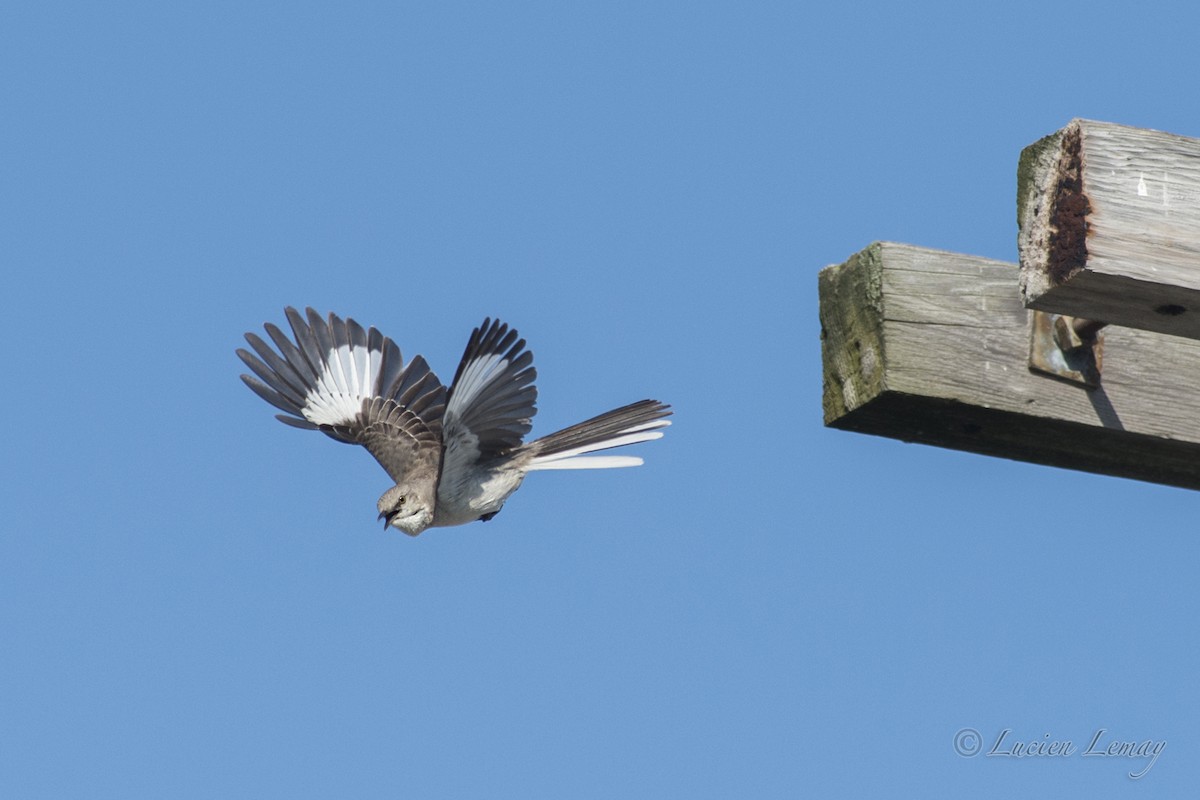 Northern Mockingbird - ML623141526