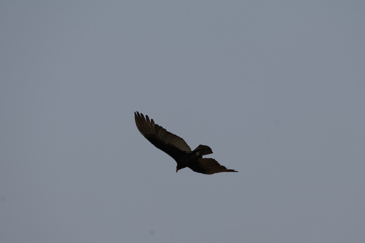 Lesser Yellow-headed Vulture - ML623141529