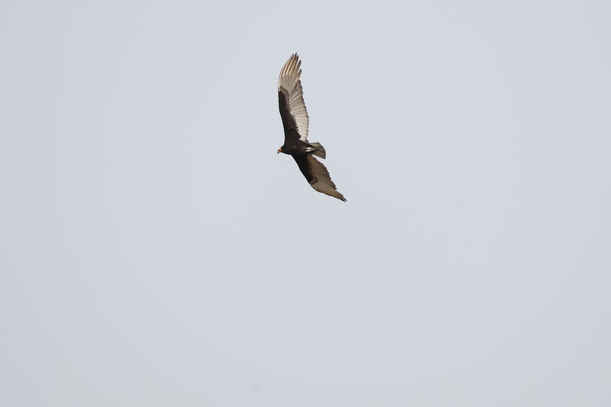 Lesser Yellow-headed Vulture - ML623141530