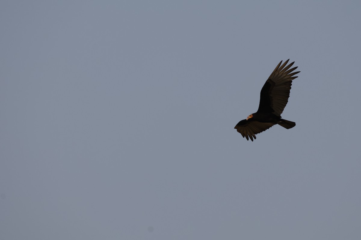 Lesser Yellow-headed Vulture - ML623141533