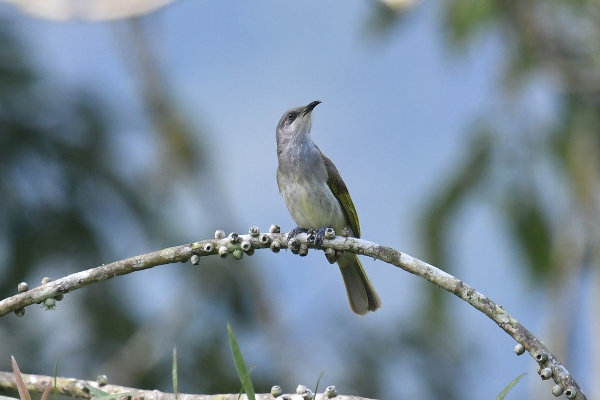 Brown Honeyeater - ML623141535