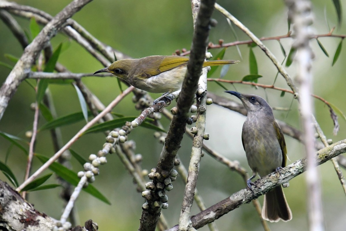 Brown Honeyeater - ML623141536