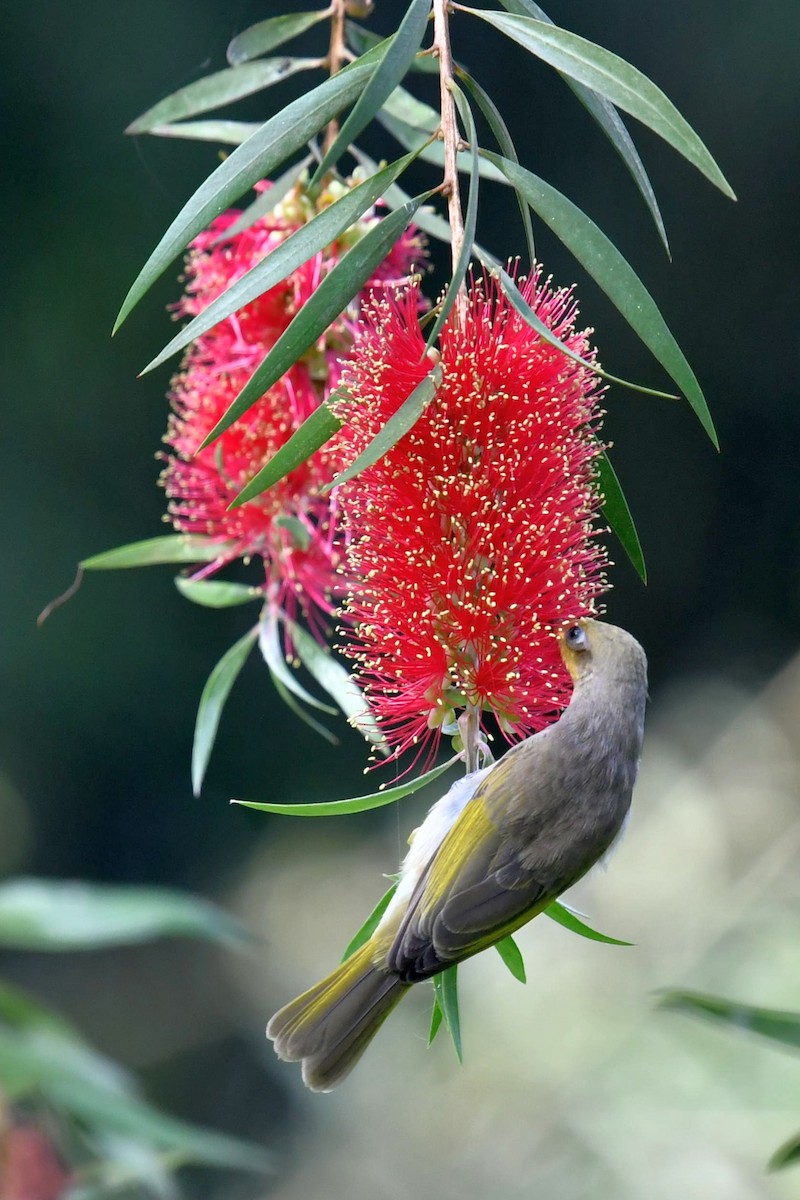 Brown Honeyeater - ML623141538