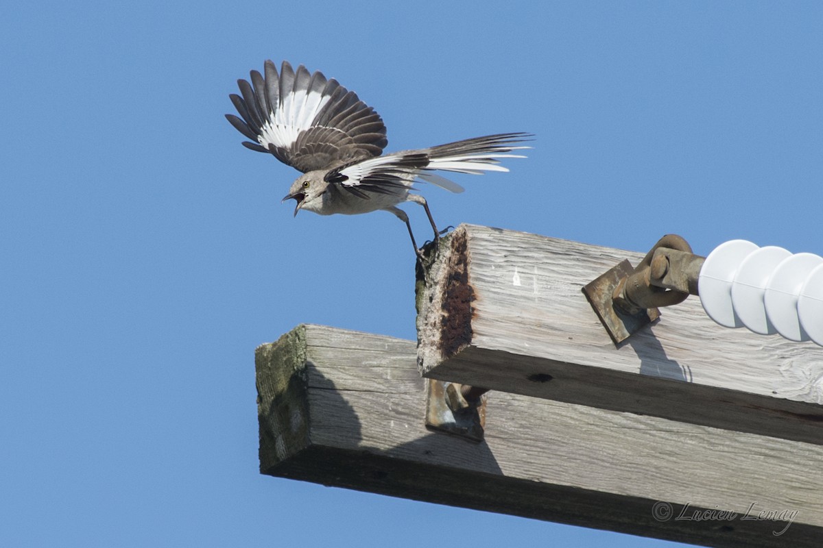 Northern Mockingbird - ML623141540