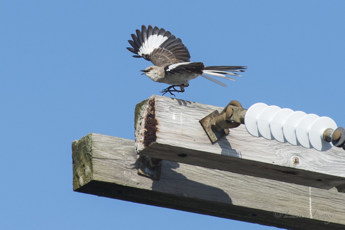 Northern Mockingbird - ML623141545